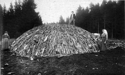 Once covered with turf and leaves, charcoal piles (here circa 1890) could contain 20 to 30 tonnes of wood and rise several metres high. The largest ones could burn for more than 30 days. (Click to view larger version...)