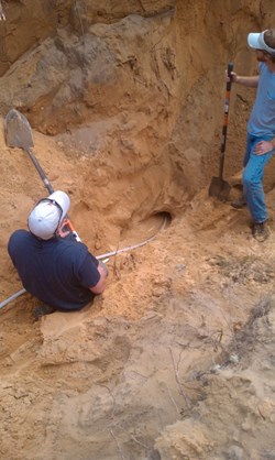 Digging up a gopher tortoise's burrow. (Click to view larger version...)