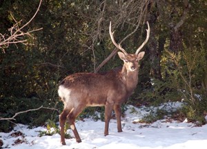 This picture of a sika deer was recently taken on CEA-Cadarache site, close to the newly installed 400 kV powerline pylons. © Guis-CEA (Click to view larger version...)