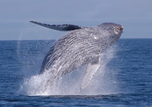 This picture of a ''breaching'' humpback whale was shot in October 2005, some 30 miles off the coast of San Francisco, California. ''The sea was very rough!'' recalls Patrick... (Click to view larger version...)