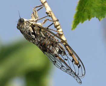 The song of the male cicada is one of the loudest any insect can produce. (Click to view larger version...)